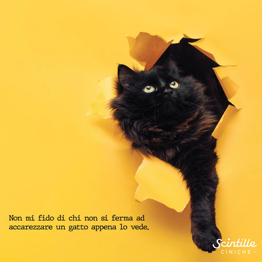 “FIDUCIA FELINA”